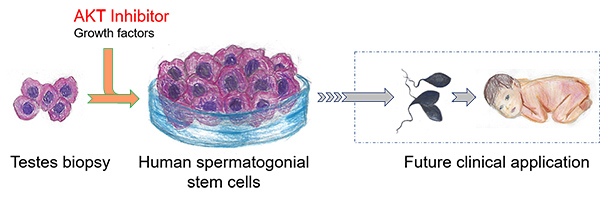 Stem Cell Lab Grown